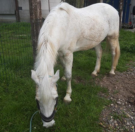 Formules pension pour chevaux près de Steenvoorde et Hazebrouck