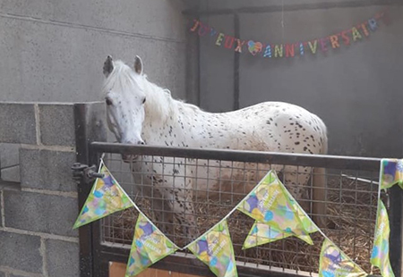 Installations équestres de la pension pour chevaux près de Steenvoorde et Hazebrouck