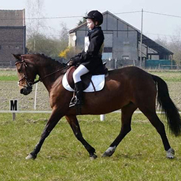 Passage de galops d'équitation près de Steenvoorde et Hazebrouck